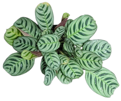 Burle Marx